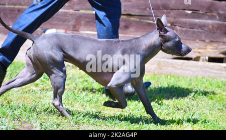 Chien de race Thai Ridgeback ou Mah Thai Banque D'Images