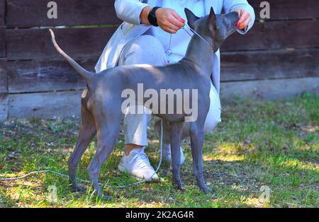 Chien de race Thai Ridgeback ou Mah Thai Banque D'Images