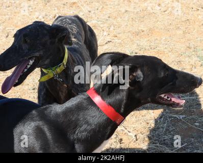 course de lévriers chien rapide animaux domestiques champ chasse au lièvre Banque D'Images