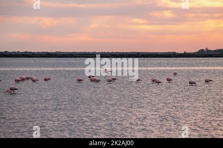 Oiseaux faune population de flamants roses dans le sud de l'Europe Banque D'Images