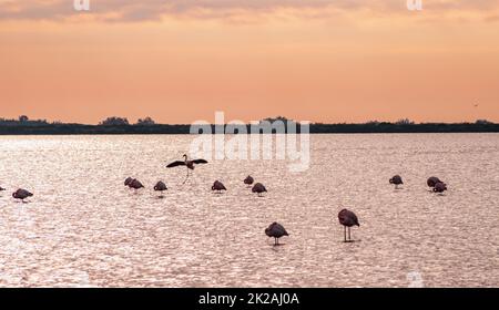 Oiseaux faune population de flamants roses dans le sud de l'Europe Banque D'Images