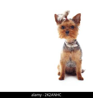 Est-ce que je pourrais être un peu plus mignon ? Studio photo d'un terrier mignon assis sur le sol isolé sur blanc. Banque D'Images