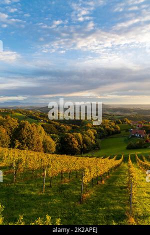 Les plus hauts vignobles d'Autriche près du village Kitzeck im Sausal, Styrie, Autriche Banque D'Images