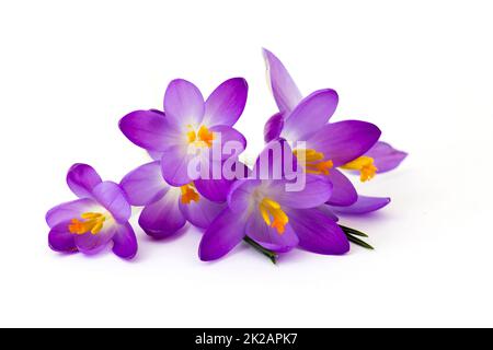 Crocus - l'une des premières fleurs de printemps Banque D'Images