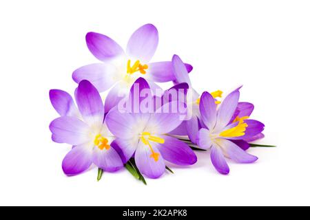 Crocus - l'une des premières fleurs de printemps Banque D'Images