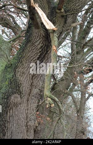 Un grand arbre avec une branche cassée Banque D'Images