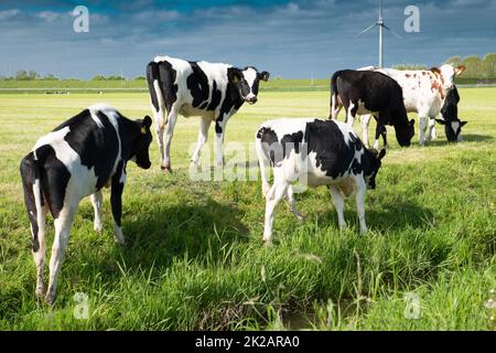 Vaches en pâturage aux pays-Bas, élevage approprié des espèces aux pays-Bas, prairie agricole Banque D'Images