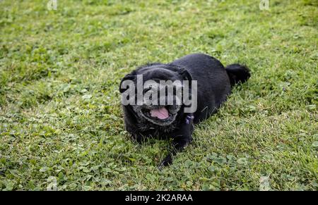 Pug sénior noir à bouche ouverte Banque D'Images