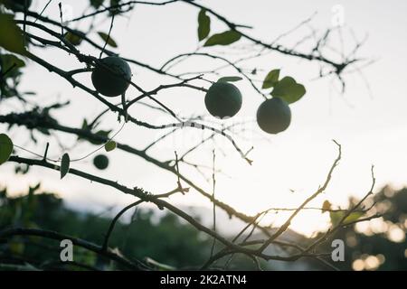 three green oranges ripening on the branches of a Valencia orange tree, in the background a golden sunset. silhouettes of citrus cultivation in the tr Stock Photo