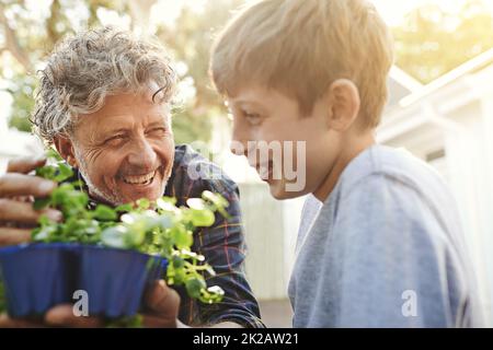 Partager sa passion pour les plantes avec son petit-fils. Un grand-père enseignant à son petit-fils le jardinage Banque D'Images