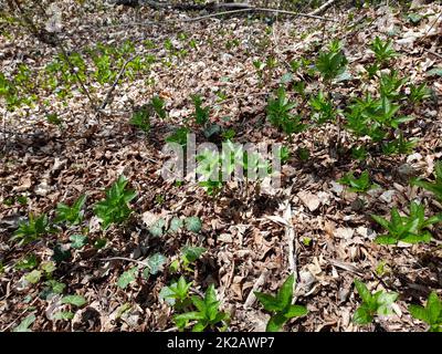 Le mercure du chien dans la forêt au printemps, Mercurialis perennis Banque D'Images