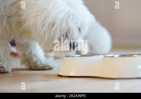 Seul le meilleur fera. Coupe courte d'un coolé blanc qui enfiltre son bol de nourriture. Banque D'Images