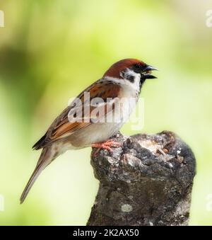 De magnifiques moineaux. Une photo de moineau. Banque D'Images