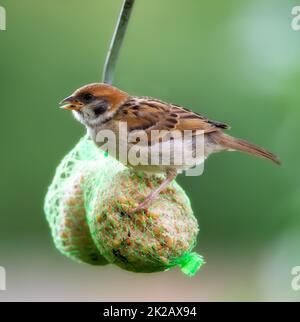 Libre de voler. Photo d'un seul oiseau en plein air. Banque D'Images