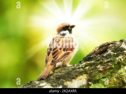 Un téléobjectif d'un moineau en plein soleil. Jardin arrow assis sur un arbre. Banque D'Images