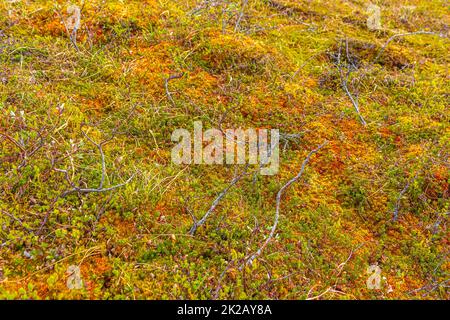 La mousse sauvage plante des fleurs dans les montagnes du lac Vavatn Hemsedal Norvège. Banque D'Images