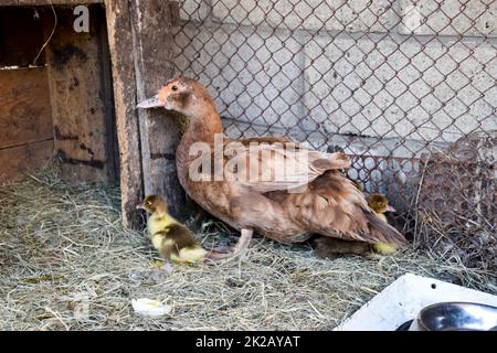 Magret de canard à la muscovy avec des canetons. Banque D'Images