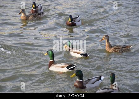 Canards nageant dans l'étang. Canard colvert sauvage. Drakes et les femmes Banque D'Images