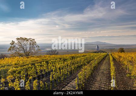 Vignoble d'automne près de Velke Bilovice, Moravie du Sud, République tchèque Banque D'Images