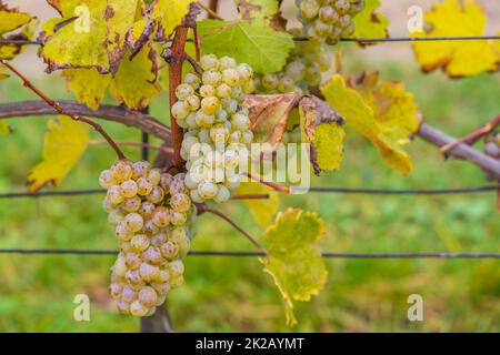 Raisins Riesling en automne vignoble, Moravie du Sud, République Tchèque Banque D'Images