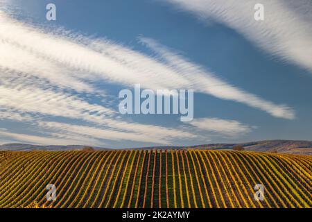 Vignoble d'automne près de Velke Bilovice, Moravie du Sud, République tchèque Banque D'Images