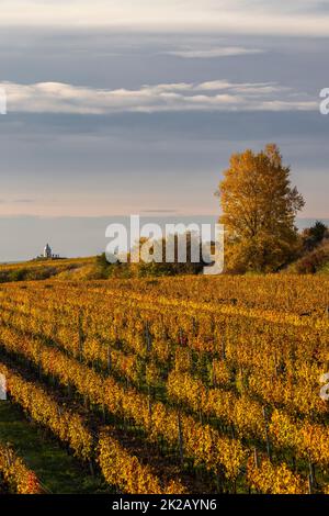 Vignoble d'automne près de Velke Bilovice, Moravie du Sud, République tchèque Banque D'Images