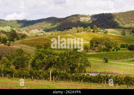 Collines ondoyantes et vignobles - vue sur le mont Banque D'Images