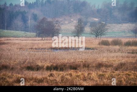 Zone humide danoise - Parc national de Rebild. Nature matinale - terre marécageuse. Un sol humide et boueux trop doux pour supporter un corps lourd. Parc national de Rebild, Jutland Banque D'Images