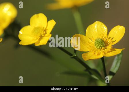 Buttercup jaune de fleur sauvage du Texas Ranunculus bulbosus - Buttercup bulbeux Banque D'Images