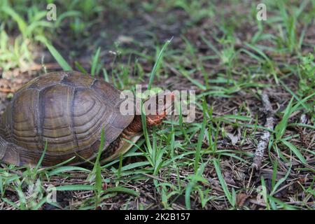Box Turtle Roaming à travers Yard dans l'est du Texas Banque D'Images