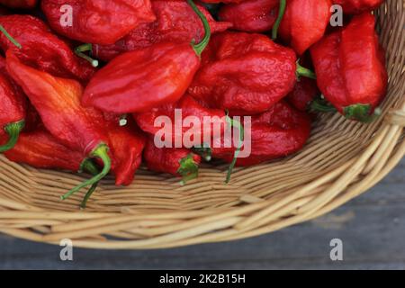 Panier de Bhut Jolokia frais Chili Ghost Peppers à la campagne marché agricole Banque D'Images