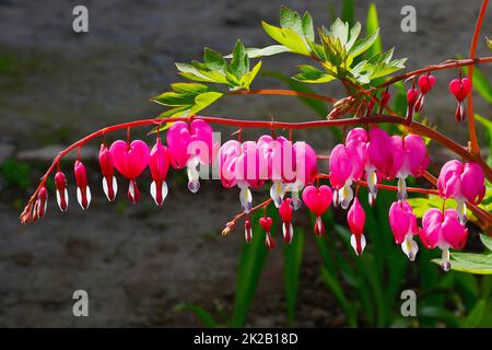 La fleur du Dicenter est magnifique ou la fleur du coeur brisé (Lat. Lamprocapnos spectabilis, anciennement Dicentra spectabilis) Banque D'Images