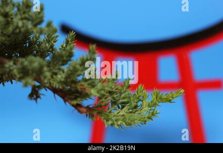 L'arbre Bonsai et la porte de Torii ferment les DOF peu profondes Banque D'Images