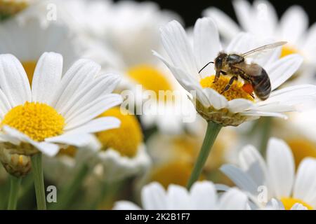 Abeille sur Daisy Oxeye Banque D'Images