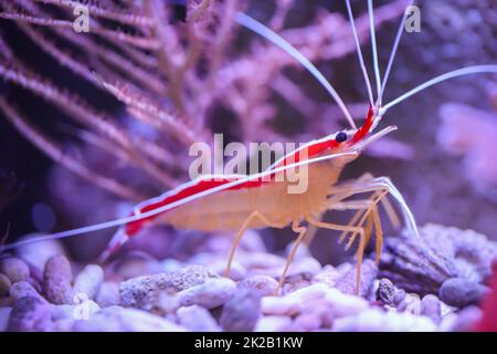 Une crevette blanche baguée dans un aquarium d'eau salée. Banque D'Images