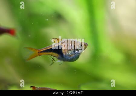 Une barbe en coin, une barbe en forme d'ours dans un aquarium. Banque D'Images