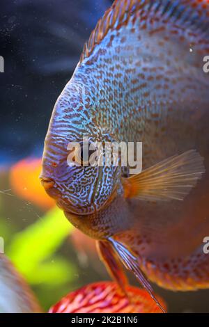 Portrait d'un discus cichlid dans un aquarium de blackwater. Banque D'Images