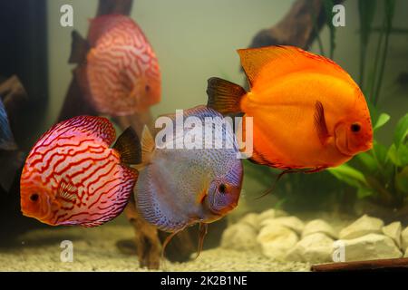 Portrait d'un discus cichlid dans un aquarium de blackwater. Banque D'Images