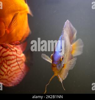 Portrait d'un discus cichlid dans un aquarium de blackwater. Banque D'Images