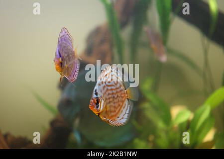 Portrait d'un discus cichlid dans un aquarium de blackwater. Banque D'Images