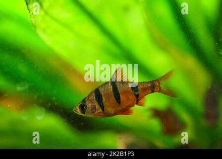 Gros plan d'une barbe à cinq poutres. Une barbe dans l'aquarium. Banque D'Images