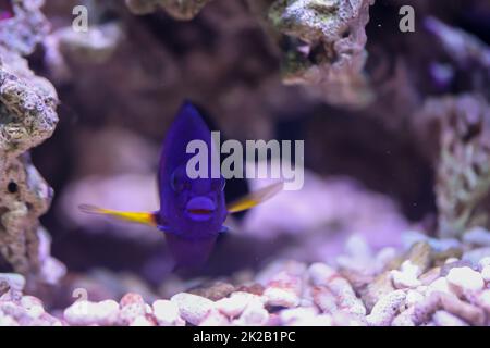 Un empereur rayé - nain Centropyge Bispinosa dans un aquarium marin. Banque D'Images