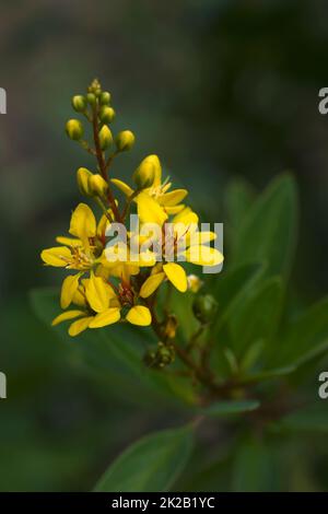 Gros plan sur les fleurs de Goldshower. Banque D'Images