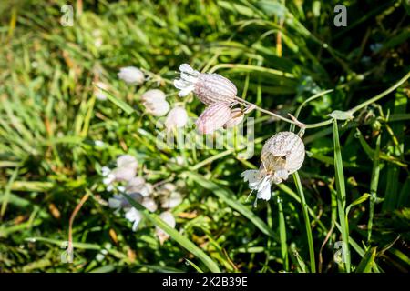 Vessie Campion - Silene vulgaris - vue rapprochée en haute Savoie, France Banque D'Images