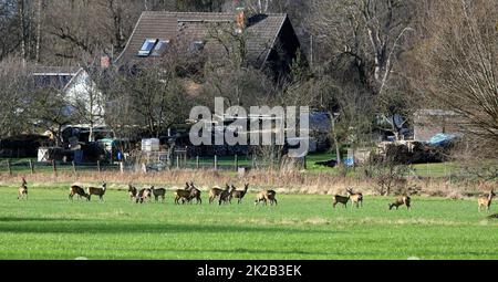 Sac de cerfs à parcourir près d'un village, Bucks and does Banque D'Images