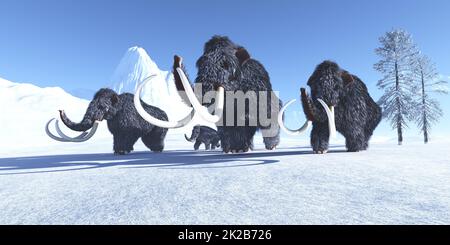 Mammouths de laine en hiver Banque D'Images