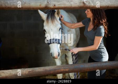 Prendre soin de son cheval. Une jeune femme se brossant son cheval dans son écurie. Banque D'Images