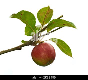 Pommes fraîches. Pommes fraîches dans un cadre naturel - sur fond blanc. Banque D'Images