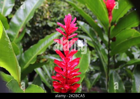 Gros plans colorés de fleurs sur l'île des Seychelles. Banque D'Images