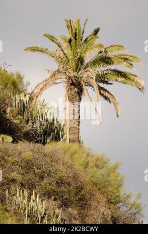 Canary Island date palmier Phoenix canariensis. Banque D'Images